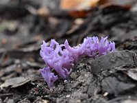 Ramariopsis pulchella 1, Lila koraaltje, Saxifraga-Luuk Vermeer