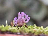 Ramariopsis pulchella 10, Lila koraaltje, Saxifraga-Luuk Vermeer