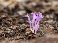 Ramariopsis pulchella 12, Lila koraaltje, Saxifraga-Luuk Vermeer