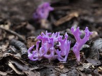 Ramariopsis pulchella 15, Lila koraaltje, Saxifraga-Luuk Vermeer