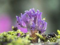 Ramariopsis pulchella 16, Lila koraaltje, Saxifraga-Luuk Vermeer