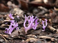 Ramariopsis pulchella 19, Lila koraaltje, Saxifraga-Luuk Vermeer