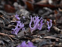 Ramariopsis pulchella 4, Lila koraaltje, Saxifraga-Luuk Vermeer