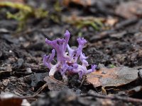 Ramariopsis pulchella 5, Lila koraaltje, Saxifraga-Luuk Vermeer