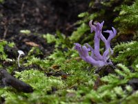 Ramariopsis pulchella 6, Lila koraaltje, Saxifraga-Luuk Vermeer