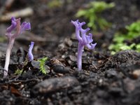 Ramariopsis pulchella 7, Lila koraaltje, Saxifraga-Luuk Vermeer