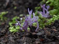 Ramariopsis pulchella 8, Lila koraaltje, Saxifraga-Luuk Vermeer