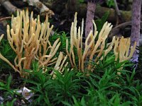 Ramariopsis tenuiramosa 1, Bezemkoraaltje, Saxifraga-Lucien Rommelaars