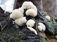 Slime moult False puffball (Enteridium lycoperdon); plasmodial phase  Slime moult False puffball (Enteridium lycoperdon); plasmodial phase : slime moult, false puffball, Enteridium lycoperdon, plasmodial phase, plasmodium, Myxogastria, white, young, youth, fungus, fungi, nature, natural, growth, outside, outdoor, no people, nobody, fall, autumn, autumna, spring, springtime