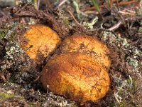 Rhizopogon luteolus, Yellow False Truffle