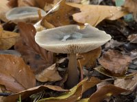 Rhodocollybia butyracea 6, Botercollybia, Saxifraga-Willem van Kruijsbergen