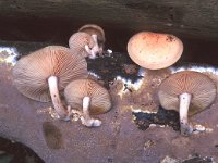 Rhodotus palmatus, Wrinkled Peach