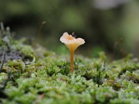 Rickenella fibula 1, Oranjegeel trechtertje, Saxifraga-Luuk Vermeer