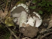 Russula anthracina