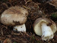 Russula azurea