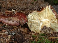 Russula badia 1, Saxifraga-Marijke Verhagen