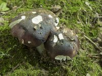 Russula badia 2, Saxifraga-Willem van Kruijsbergen