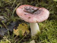 Russula betularum 1, Roze berkenrussula, Saxifraga-Willem van Kruijsbergen