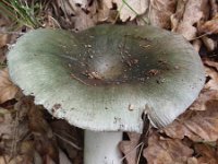 Russula cyanoxantha