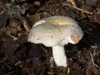 Russula cyanoxantha 2, Regenboogrussula, Saxifraga-Willem van Kruijsbergen