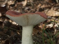 Russela emetica sl 5, Braakrussula, Saxifraga-Willem van Kruijsbergen