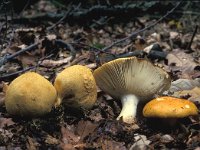 Russula fellea, Geranium Scented Russula