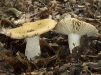 Russula fellea 2, Beukenrussula, Saxifraga-Willem van Kruijsbergen