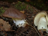 Russula firmula