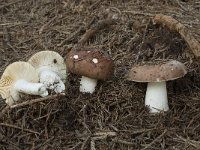 Russula integra 1, Glanzende russula, Saxifraga-Willem van Kruijsbergen