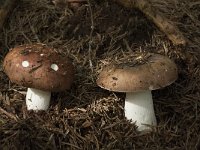 Russula integra 2, Glanzende russula, Saxifraga-Willem van Kruijsbergen