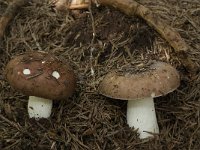 Russula integra 3, Glanzende russula, Saxifraga-Willem van Kruijsbergen