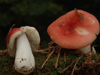 Russula luteotacta 1, Geelvlekkende russula, Saxifraga-Marijke Verhagen