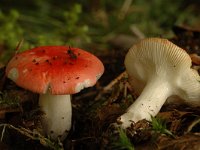 Russula mairei