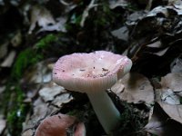 Russula melzeri