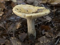 Russula ochroleuca 1, Geelwitte russula, Saxifraga- Willem van Kruijsbergen