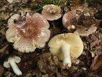 Russula olivacea 1, Gerimpelde russula, Saxifraga-Jan Willem Jongepier