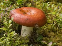 Russula paludosa