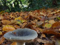 Russula parazurea, Powdery Brittlegill