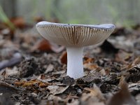 Russula parazurea 2, Berijpte russula, Saxifraga-Luuk Vermeer