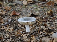 Russula parazurea 3, Berijpte russula, Saxifraga-Luuk Vermeer