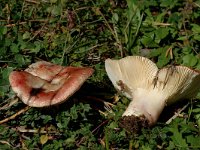 Russula pulchella 1, Verblekende russula, Saxifraga-Jan van der Straaten