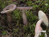 Russula queletii