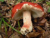 Russula rosea