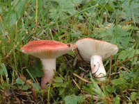 Russula sanguinaria, Bloody Brittlegill