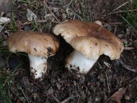 Russula sororia