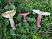 Russula torulosa 1, Appelgeurrussula, Saxifraga-Jan Willem Jongepier