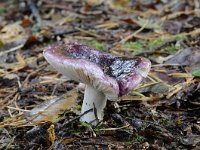 Russula undulata 1, Zwartpurperen russula, Saxifraga-Luuk Vermeer