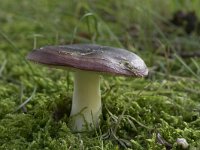 Russula undulata 4, Zwartpurperen russula, Saxifraga-Willem van Kruijsbergen