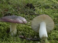 Russula undulata 5, Zwartpurperen russula, Saxifraga-Willem van Kruijsbergen