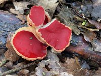 Sarcoscypha coccinea sl incl austriaca 18, Rode kelkzwam, Saxifraga-Willem van Kruijsbergen